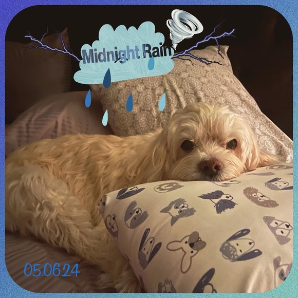 In Loving Memory of my sweet Boy…  💙Charlie - Picture 13 of 16